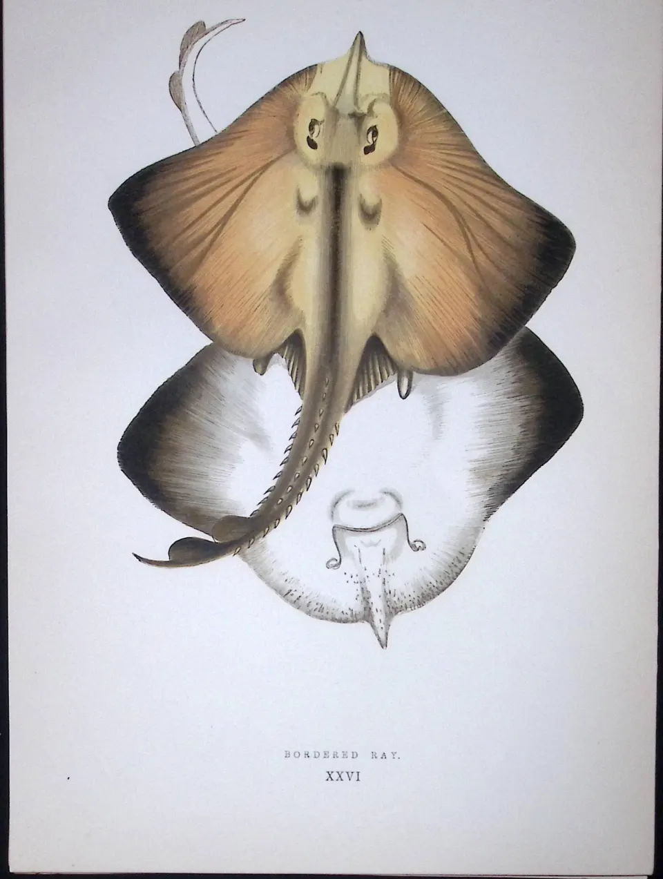 Bordered Ray Fish Scarce Antique 1877 J. Couch Woodblock Engraving-105