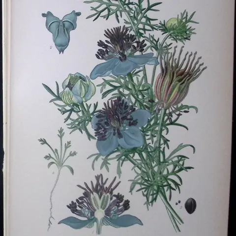 Spanish Fennel Edward Step Rare Antique Botanical Book Plate-8