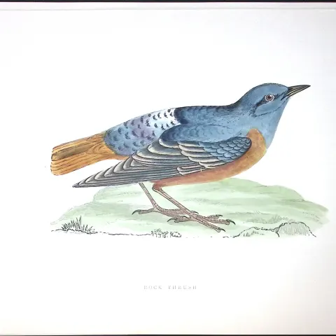 Rock Thrush Rev Morris Antique History of British Birds 130 Years-Old Engraving-92