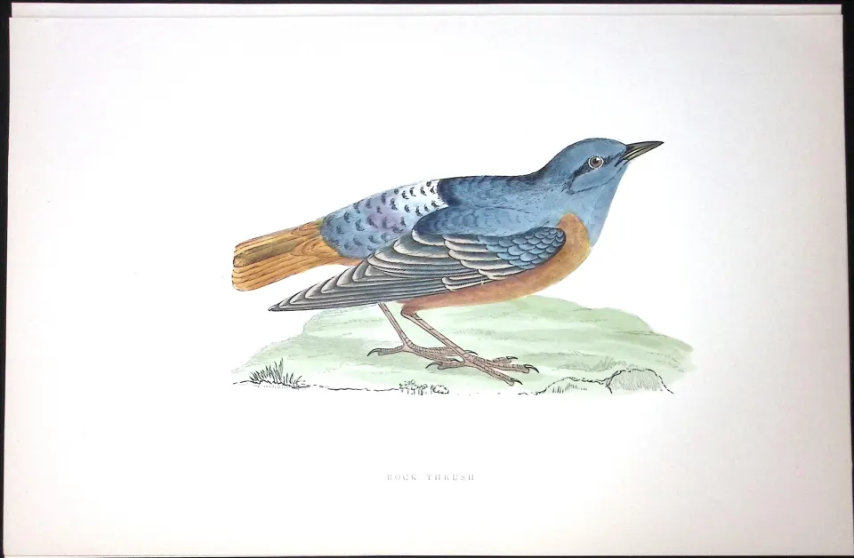 Rock Thrush Rev Morris Antique History of British Birds 130 Years-Old Engraving-92