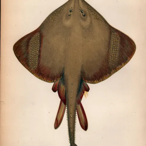 Burton Skate 1869 Antique Johnathan Couch Coloured Engraving.