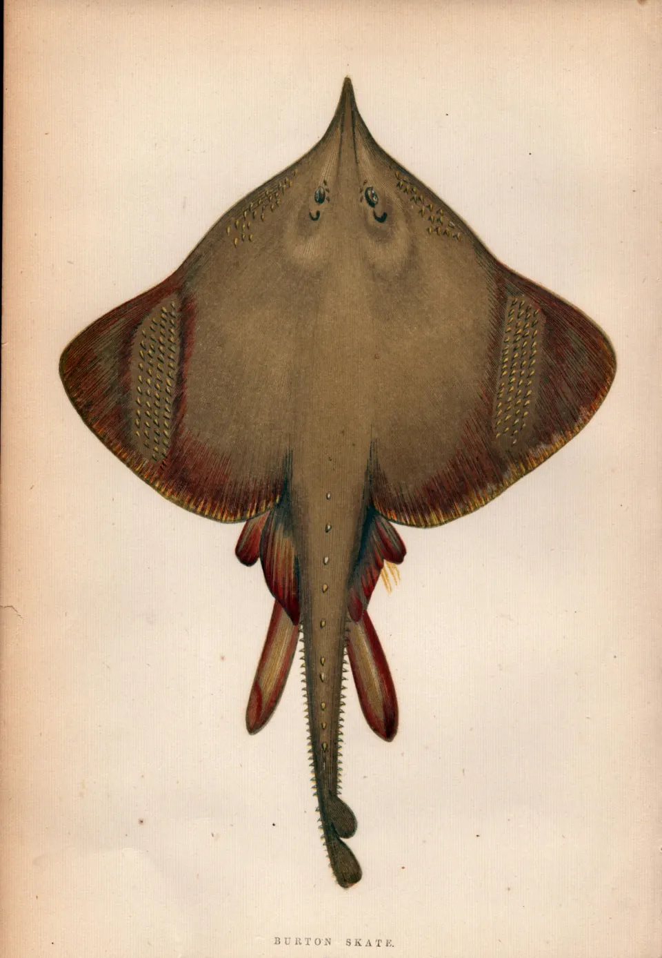 Burton Skate 1869 Antique Johnathan Couch Coloured Engraving.
