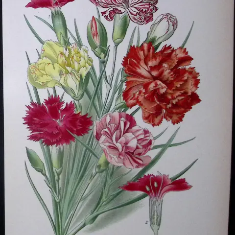 Carnation Edward Step Rare Antique Botanical Book Plate-36