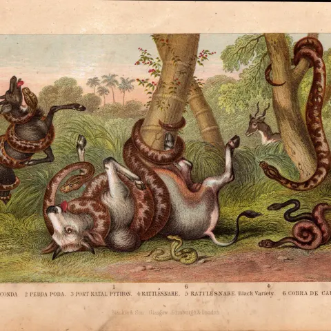 Rattlesnake, Anaconda, Cobra 6 Species Antique Hand Coloured Engraving -35.