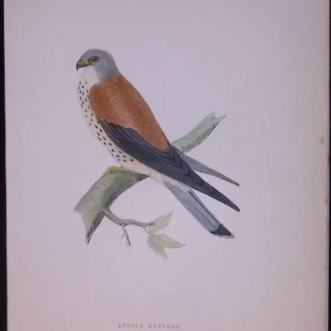 Lesser Kestrel Rev Morris Antique History of British Birds 130 Years-Old Engraving-26