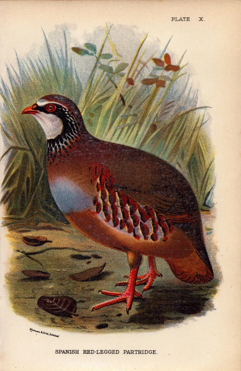 Spanish Red-Legged Partridge 1896 WR Ogilvie Grant Print.