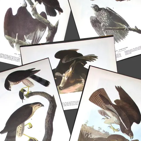 Job-Lot John James Audubon Birds of America 72-Year-Old Coloured Book Plates-24
