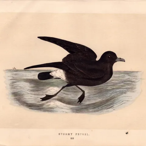 Stormy Petrel Rev Morris Antique History of British Birds Engraving.