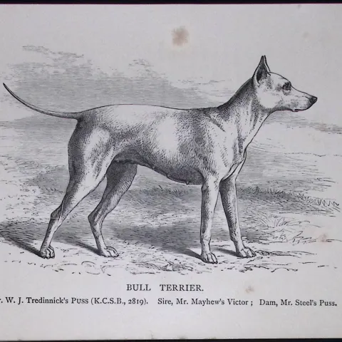 Bull Terrier British Dogs by Hugh Dalziel 1889 Antique Book Plate-50
