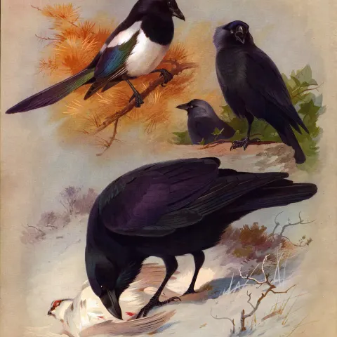Thorburn Antique Scarce 2nd Edition Bird Print Magpie, Raven, Jackdaw-20.