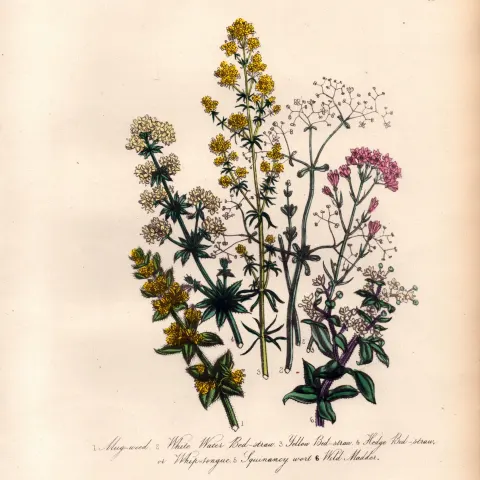 Rare 165-Yr-Old Antique Wildflower Gilt-Edged Illustration Jane Webb Loudon-39.