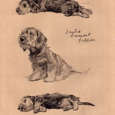Cecil Aldin Vintage Dog Illustrations Dandie Dinmont Puppies-11.