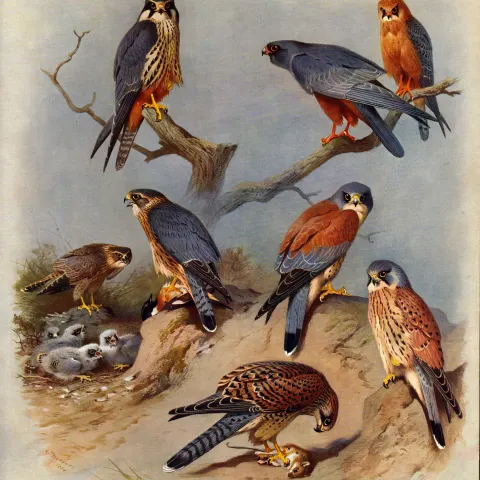 Antique Scarce Large First Edition Bird Print Falcon, Hobby, Merlin-38