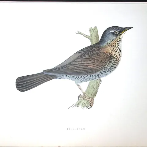 Fieldfare Rev Morris Antique History of British Birds 130 Years-Old Engraving-86