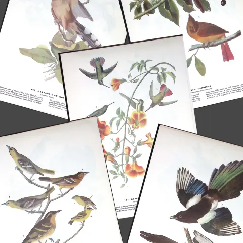 Job-Lot John James Audubon Birds of America 72-Year-Old Coloured Book Plates-29