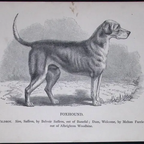 The Foxhound British Dogs by Hugh Dalziel 1889 Antique Book Plate-22