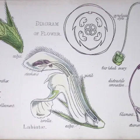 Mint-Sage Botanical Flower Diagram Rare Antique First Edition Illustration-65