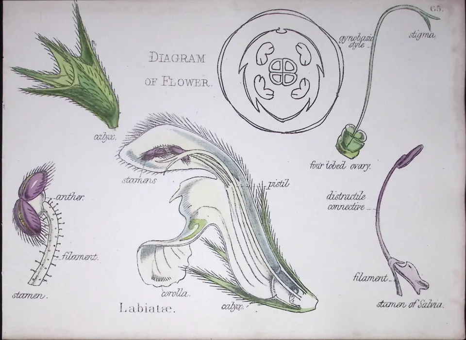 Mint-Sage Botanical Flower Diagram Rare Antique First Edition Illustration-65