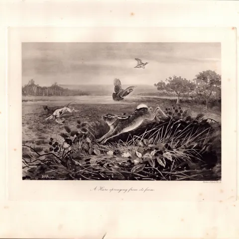 Hare Springing Rare Limited-Edition Antique J.G.Millais Print-34.