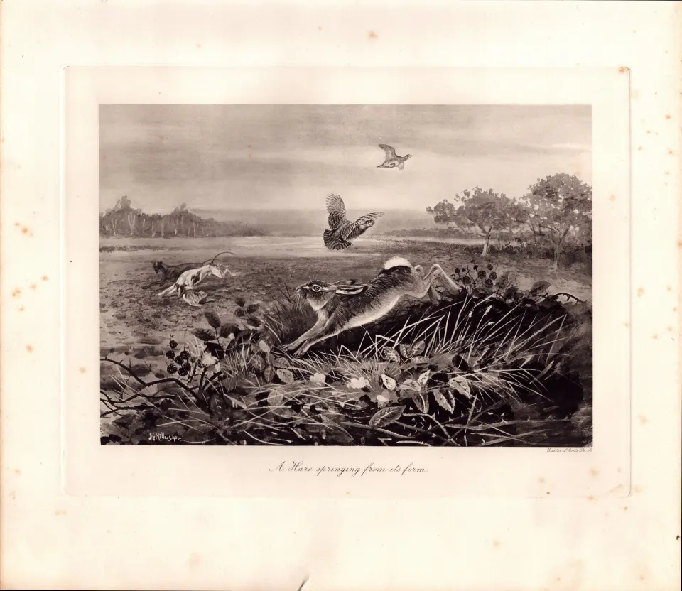 Hare Springing Rare Limited-Edition Antique J.G.Millais Print-34.