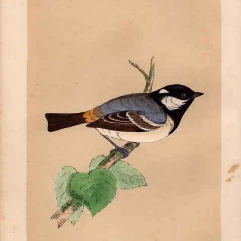 Cole Tit Blue Tit Rev Morris Antique History of British Birds 170 Years-old  Engraving.