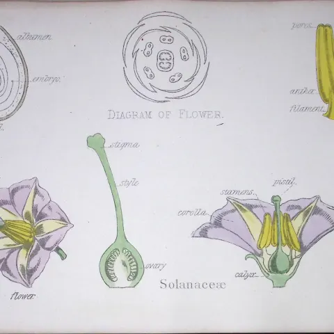 Nightshade Botanical Flower Diagram Rare Antique First Edition Illustration-61