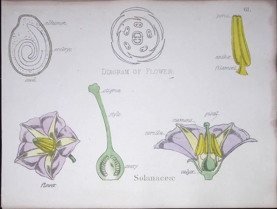 Nightshade Botanical Flower Diagram Rare Antique First Edition Illustration-61