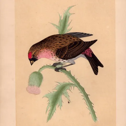 Redpoll Rev Morris Antique History of British Birds Engraving.