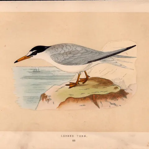 Lesser Tern Rev Morris Antique History of British Birds 170 Year-Old Engraving.