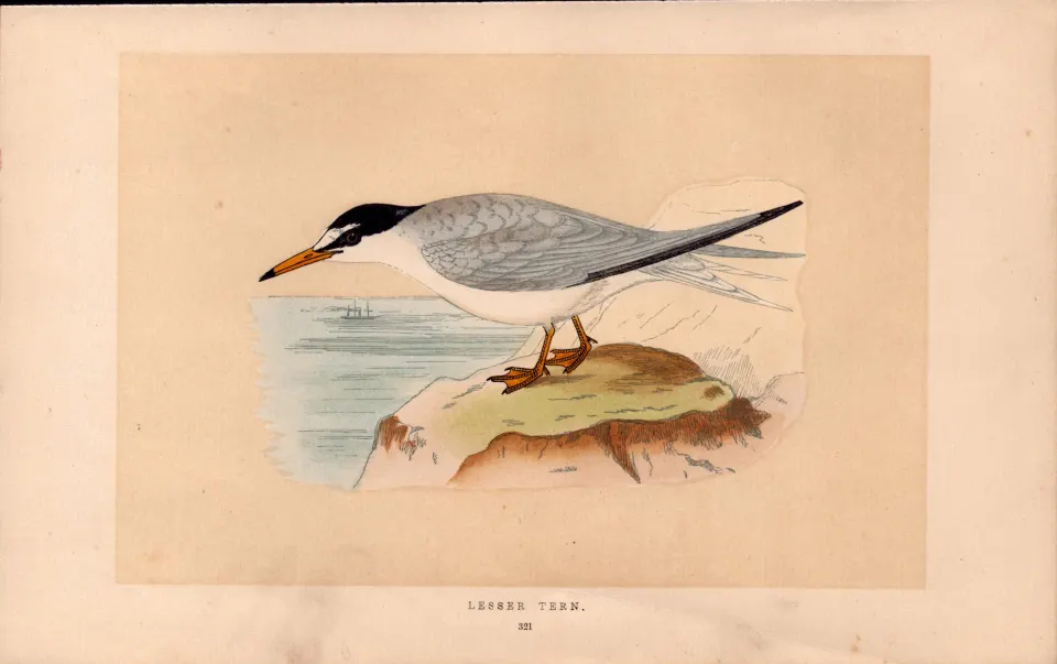 Lesser Tern Rev Morris Antique History of British Birds 170 Year-Old Engraving.
