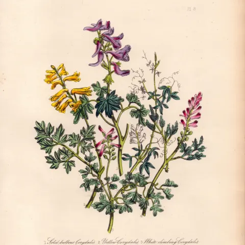 Rare 165-Yr-Old Antique Wildflower Gilt-Edged Illustration Jane Webb Loudon -8.