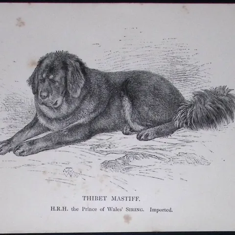 Thibet Mastiff British Dogs by Hugh Dalziel 1889 Antique Book Plate-49