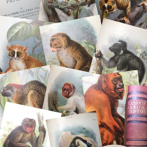 Antique 1896 Edition Primates Vol-1 Lloyds Natural History Henry O Forbes.