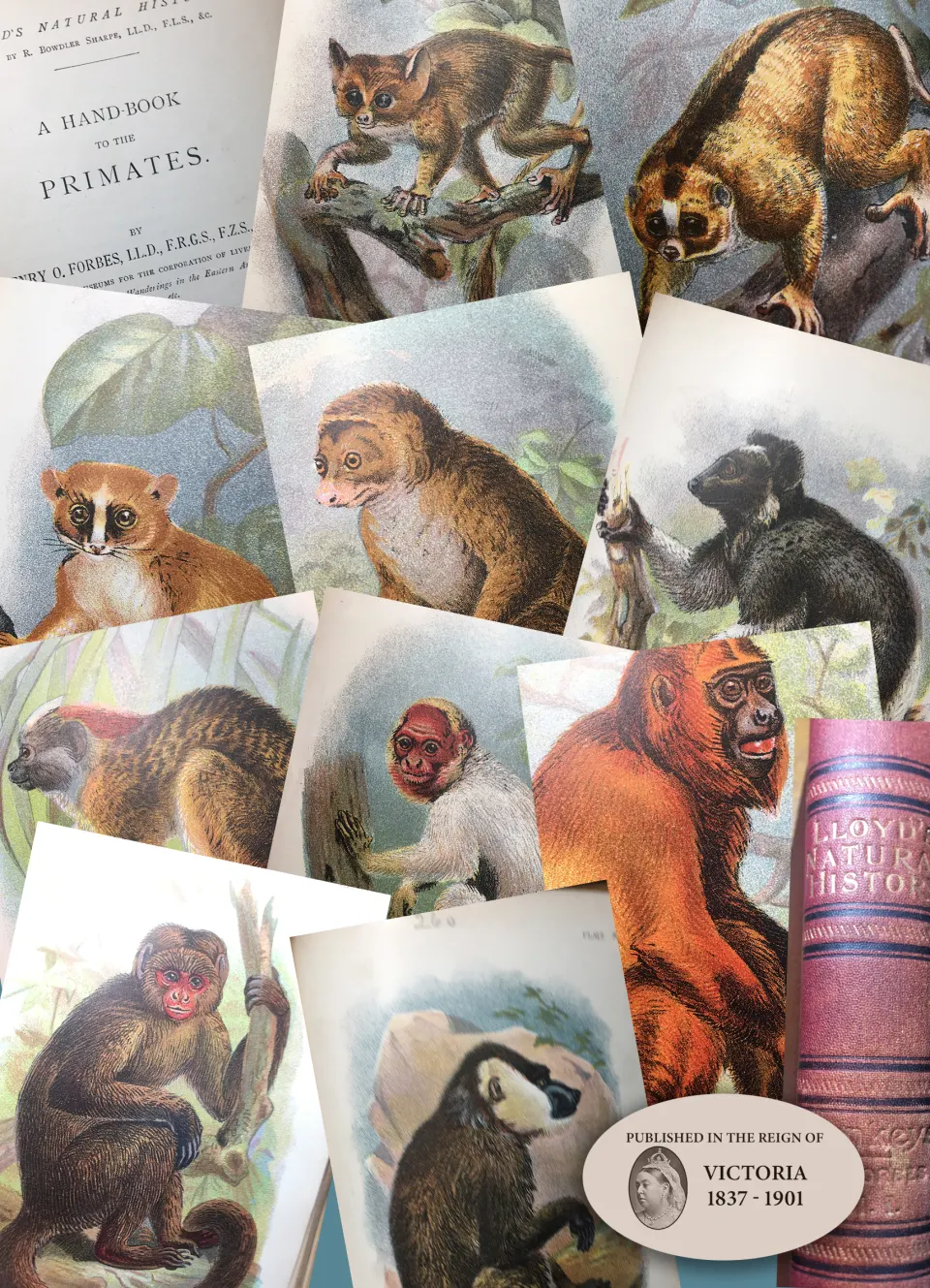 Antique 1896 Edition Primates Vol-1 Lloyds Natural History Henry O Forbes.