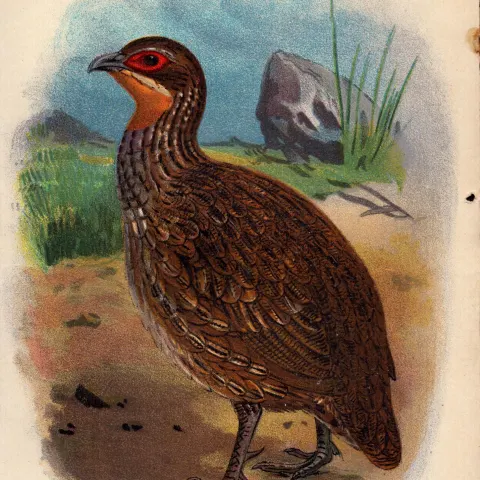 Reichenows Bare Throated Francolin  Antique 1896 WR Ogilvie Grant Print.