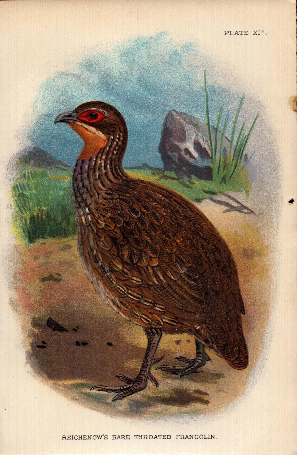 Reichenows Bare Throated Francolin  Antique 1896 WR Ogilvie Grant Print.