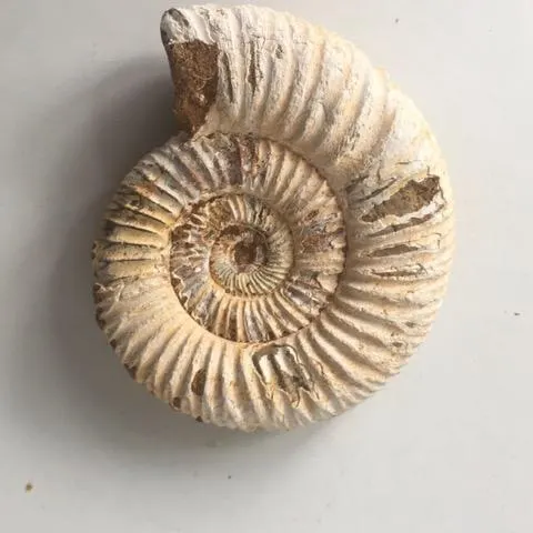 Fossil Shell Ammonite (Perispimctes) Jurassic, 8x2½ British, Dorset, Full Large, 200 Million Years