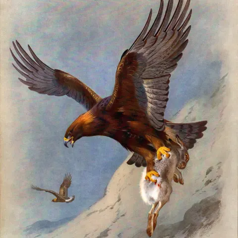 Thorburn Antique Scarce 1st Edition  Bird Print The Majestic Golden Eagle-32.