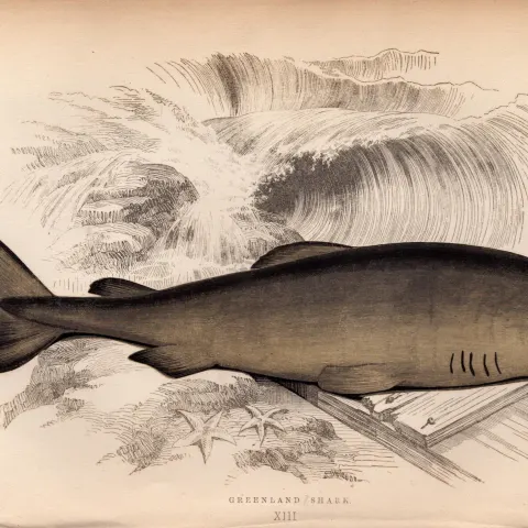 Greenland Shark 1869 Antique Johnathan Couch Coloured Engraving.