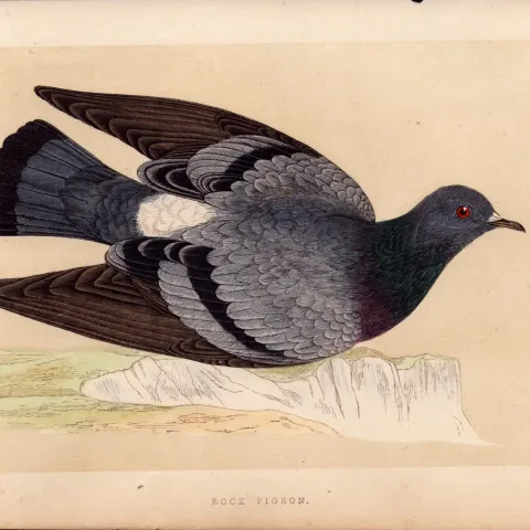 Rock Pigeon  Rev Morris Antique History of British Birds 170 Years-Old Engraving.