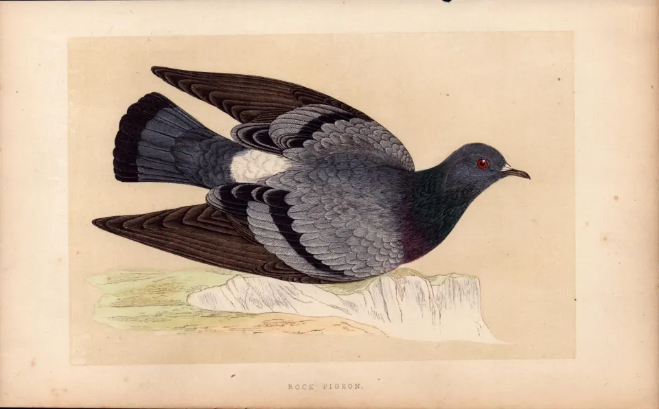 Rock Pigeon  Rev Morris Antique History of British Birds 170 Years-Old Engraving.