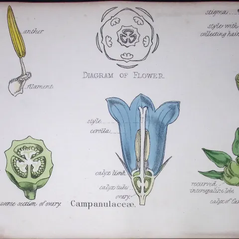 Bellflower Botanical Flower Diagram Rare Antique First Edition Illustration-44