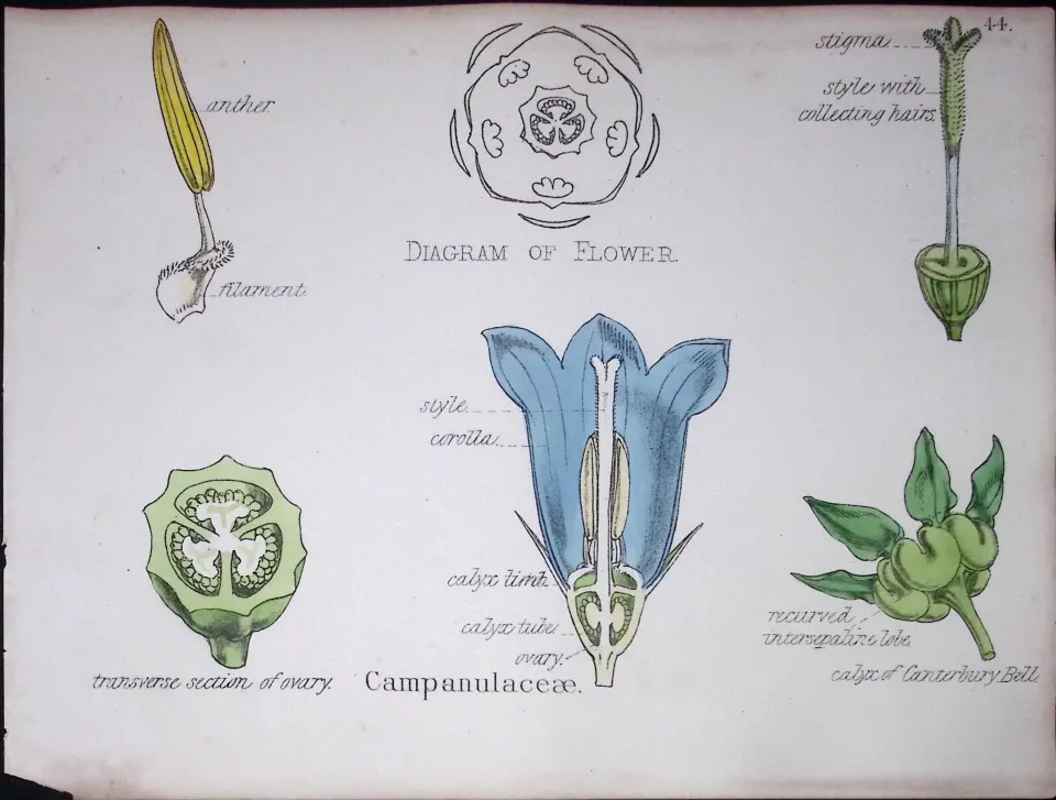 Bellflower Botanical Flower Diagram Rare Antique First Edition Illustration-44