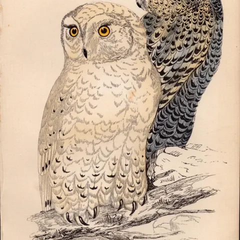 Snowy Owl Rev Morris Antique1888 History of British Birds Engraving.16.