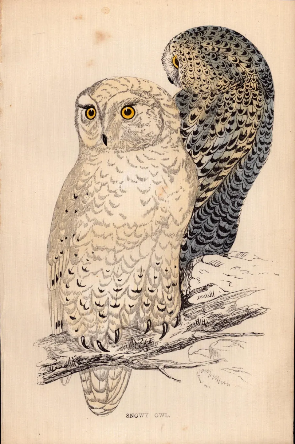 Snowy Owl Rev Morris Antique1888 History of British Birds Engraving.16.