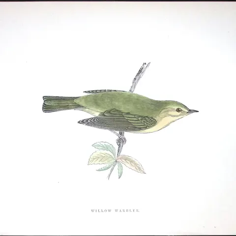 Willow Warbler Rev Morris Antique History of British Birds 130 Years-Old Engraving-125