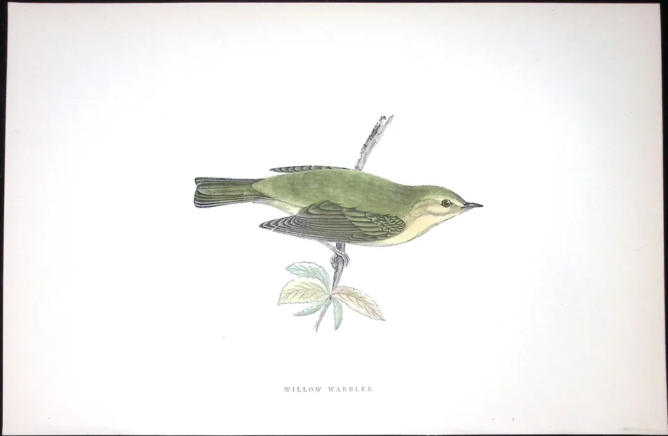 Willow Warbler Rev Morris Antique History of British Birds 130 Years-Old Engraving-125