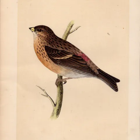 Twite Rev Morris Antique History of British Birds Engraving.