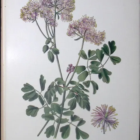 Greater Meadow Rue Edward Step Rare Antique Flower Book Plate-2