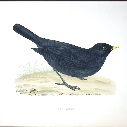 Blackbird Rev Morris Antique History of British Birds 130 Years-Old Engraving-93